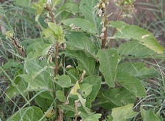 Asclepias Species, Zizotes Milkweed, Longhorn Milkweed, Primrose Milkweed, Side-cluster Milkweed