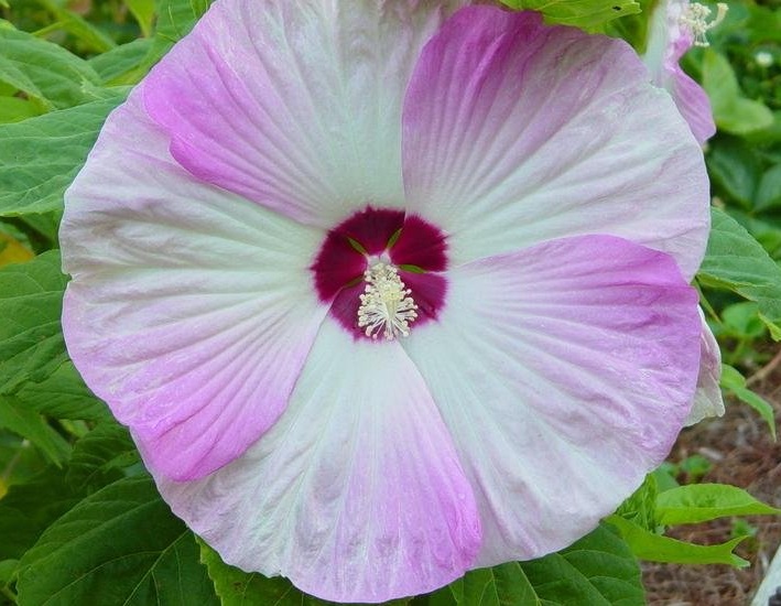 Hardy Hibiscus, Rose Mallow, Swamp Mallow Carolina Mix
