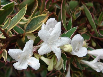 Abelia, Glossy Abelia, Variegated Abelia Silver Anniversary
