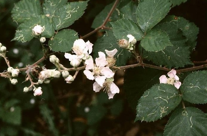 Himalayan Blackberry, Armenian Blackberry, Arizona Blackberry