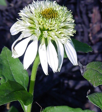 Echinacea, Double Coneflower Coconut Lime