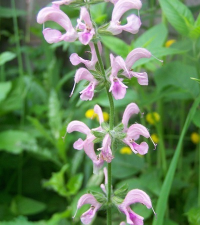 Salvia, Ornamental Sage Eveline