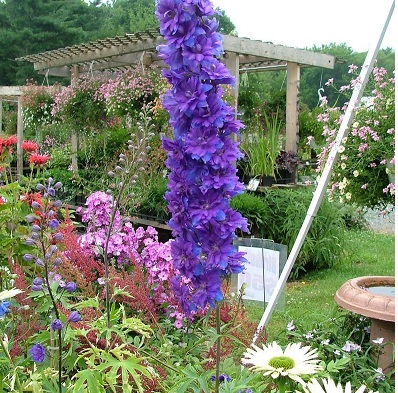 Delphinium, Candle Delphinium, Larkspur New Millennium Pagan Purples