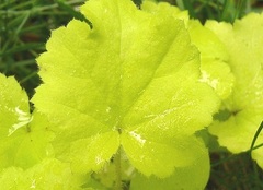 Heuchera, Alumroot, Coral Bells, Hairy Alumroot, Maple Leaf Alumroot 'Citronelle'
