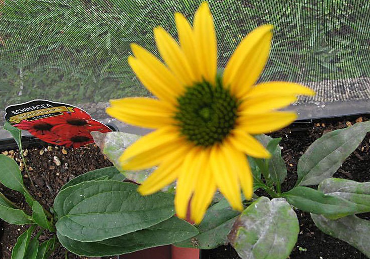 Echinacea, Dwarf Coneflower Mac n Cheese