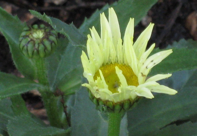 Leucanthemum, Shasta Daisy Banana Cream