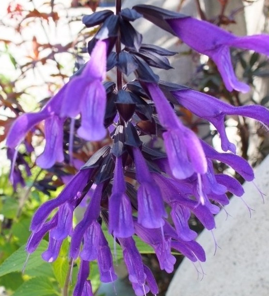 Salvia, Friendship Sage Amistad