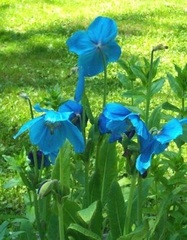 Meconopsis Species, Blue Poppy