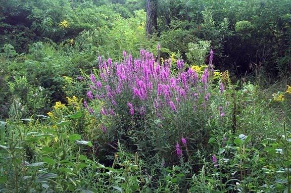 Purple Loosestrife, Wand Loosestrife