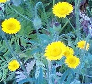 Golden Marguerite, Ox-eye Chamomile, Dyers Chamomile