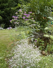 Gypsophila Species, Baby's Breath, Bride's Veil, Common Gypsophila, Panicled Baby's-breath