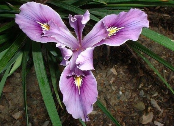 Species Iris, Douglas Iris, Mountain Iris, Pacific Coast Iris