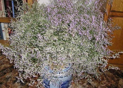 Limonium Species, Sea Lavender, German Statice