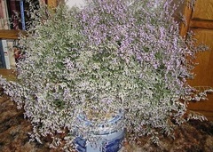 Limonium Species, Sea Lavender, German Statice