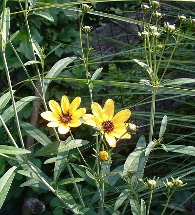 Coreopsis Species, Tall Tickseed