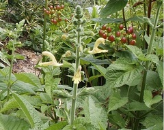 Salvia Species, Glutinous Sage, Jupiter Distaff Sage, Sticky Sage