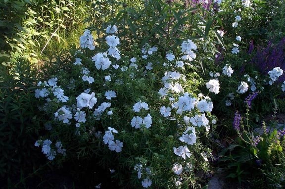 Malva Species, Musk Mallow