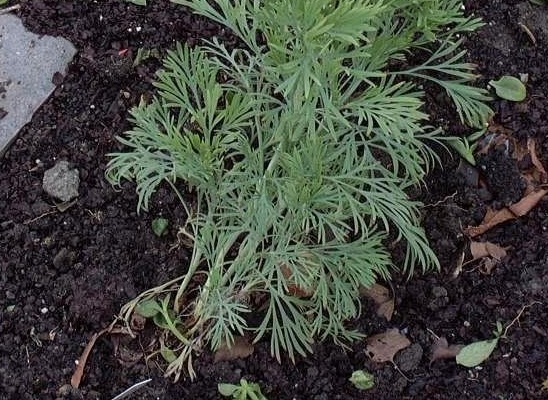 Hunnemannia Species, Goldencup, Mexican Tulip Poppy