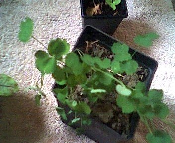 Thalictrum Species, False Rhubarb, Yellow Meadow Rue