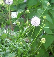 Succisa Species, Devil's Bit Scabious