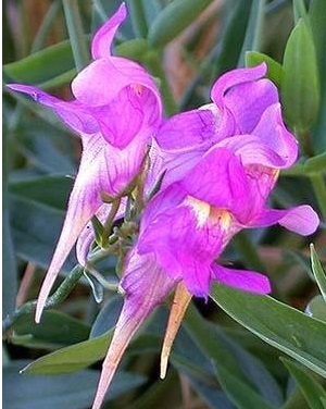 Linaria Species, Three Bird Toadflax