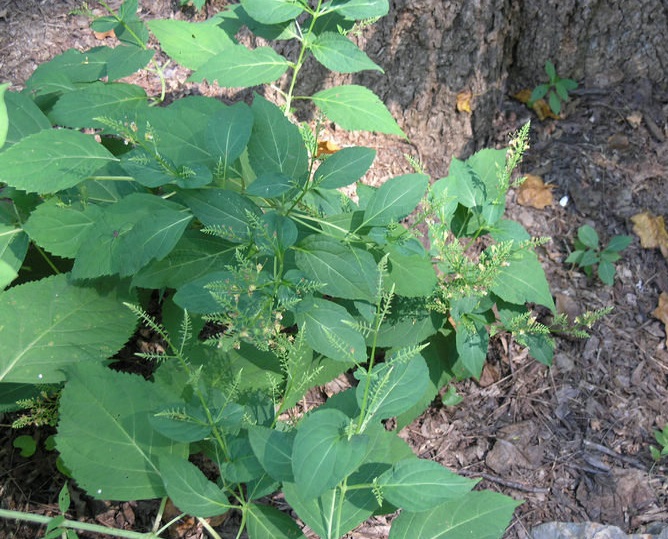 Horsebalm, Citronella, Heal-all, Snakeroot, Stonewort