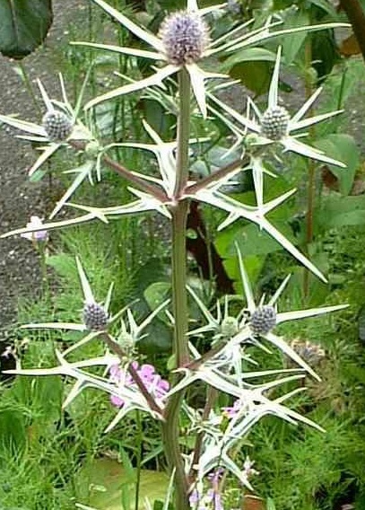 Eryngium Species, Eryngo, Mediterranean Sea Holly