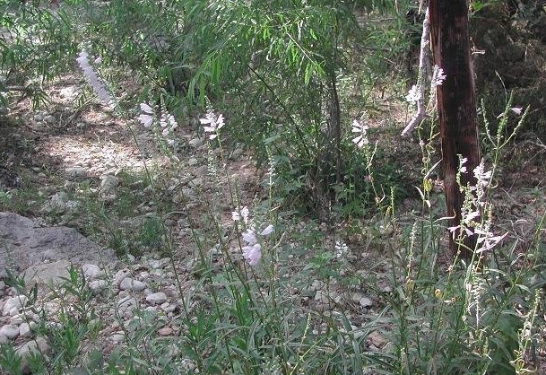 Physostegia, False Dragonhead, Obedient Plant