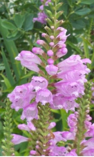 Physostegia Species, False Dragonhead, Purple Dragonhead