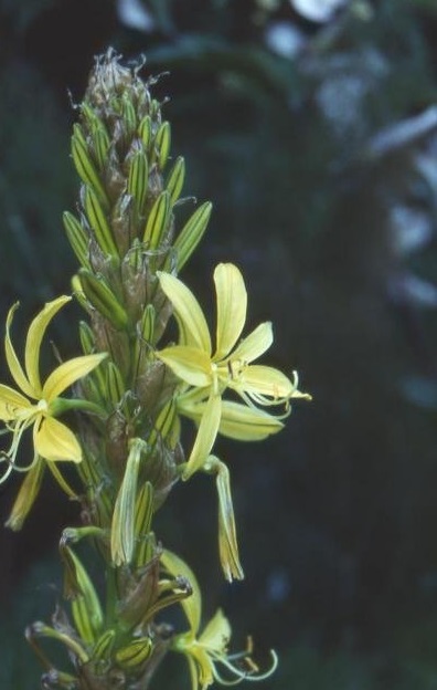 Asphodeline Species, Kings Spear, Yellow Asphodel