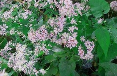 Symphyotrichum Species, Blue Wood Aster, Heartleaf Aster, Wild Aster