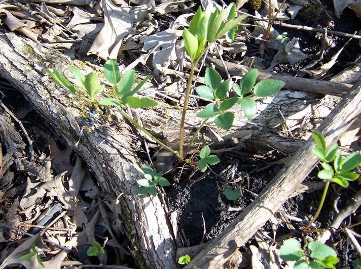 Zizia Species, Golden Alexanders, Golden Zizia