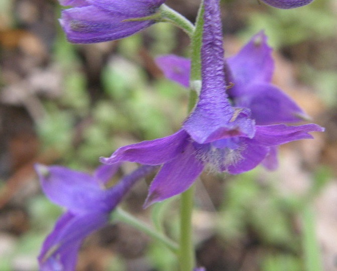 Delphinium Species, Dwarf Larkspur, Spring Larkspur