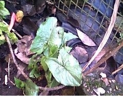 Arum Species, Adder's Tongue, Cuckoo Pint, Lord's and Ladies, Snakeshead,