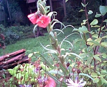Oenothera, Evening Primrose, Sundrops Sunset Boulevard
