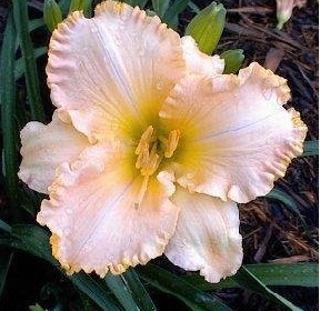 Daylily Something Wonderful