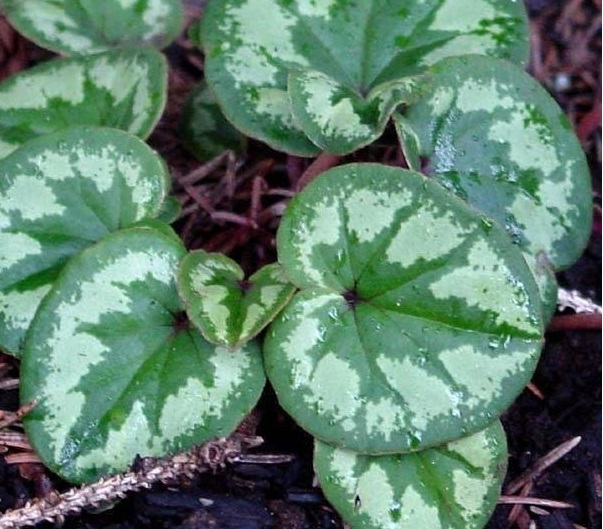 Cyclamen Species, Hardy Cyclamen