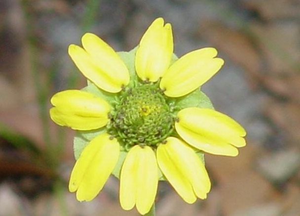 Florida Greeneyes