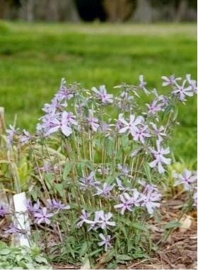 Phlox Species, Downy Phlox, Prairie Phlox