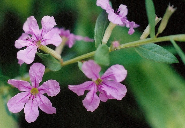 Winged Loosestrife