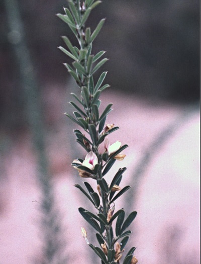 Lespedeza Species, Chinese Bush Lespedeza