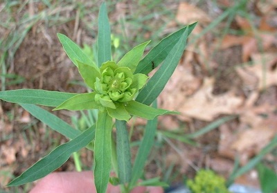 Euphorbia Species, Leafy Spurge