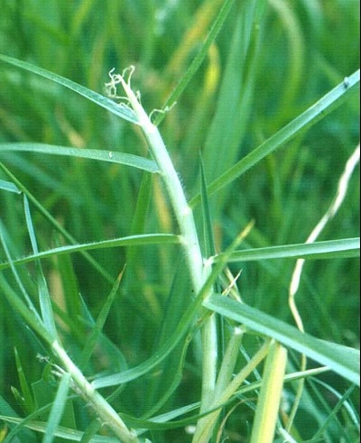 Cenchrus Species, Kikuyu Grass