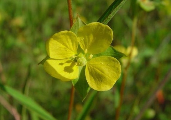 Seedbox, Bushy Waterprimrose