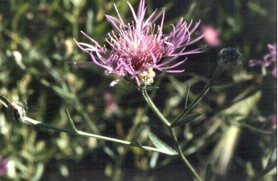 Centaurea Species, Brown Knapweed, Brownray Knapweed