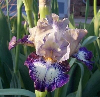 Intermediate Bearded Iris Agatha Christie