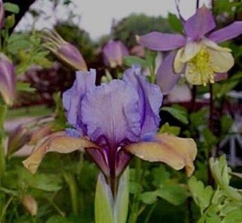 Standard Dwarf Bearded Iris What Again