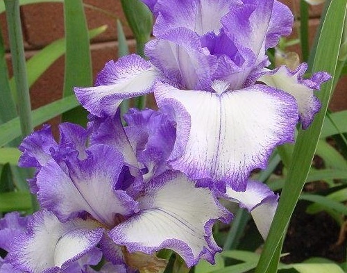 Tall Bearded Iris American Classic