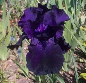 Tall Bearded Iris Black Tie Affair