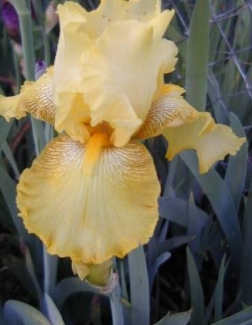 Tall Bearded Iris Buckwheat